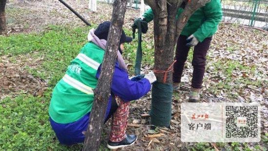 植物生活小妙招，打造绿意盎然生活的秘诀